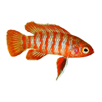 Imagem do produto Badis Escarlate